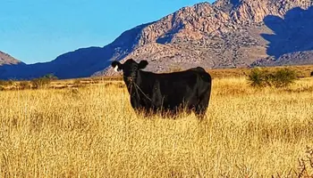 U.S. Meat Consumption Increases Despite Rising Prices; Arizona Beef Producers Encouraged