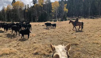 What’s in the Farm Bill for Arizona?