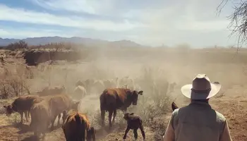 Screwworm Could Change How Arizona Ranches Operate