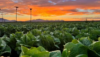 Can Yuma Soften the Blow of Colorado River Cuts?