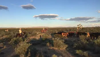 New BLM Grazing Regulations Promise Needed Flexibility