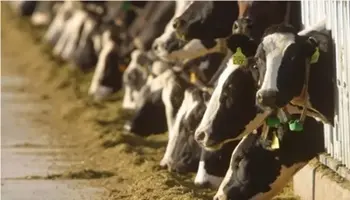 BLM RFI for Dairy Farms and Ranches to Temporarily Hold Cattle Post-Wildfire
