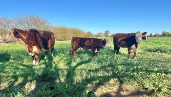 It's the Best and Worst of Times for the Beef Industry