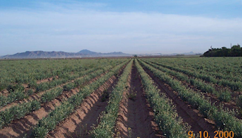 Arizona Agriculture is an Engine of Innovation!