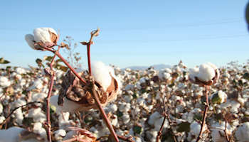 Killing Pests At Home Versus on the Farm