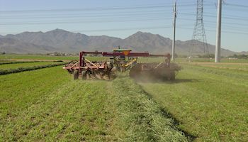 What to Know about GMOs 
