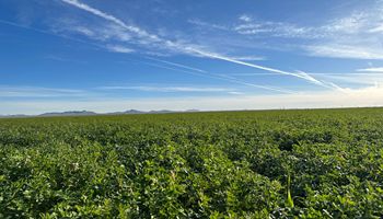 Arizona’s Essential Alfalfa and Its Impact on Air Quality