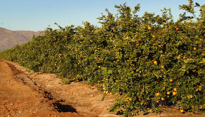 Urban Farm Continues to Encourage Fruit Trees in the Desert