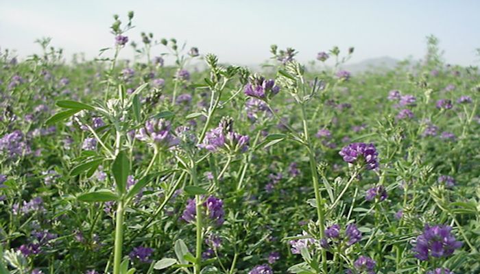 Key Herbicide’s use in Arizona Agriculture Has Proven Track Record