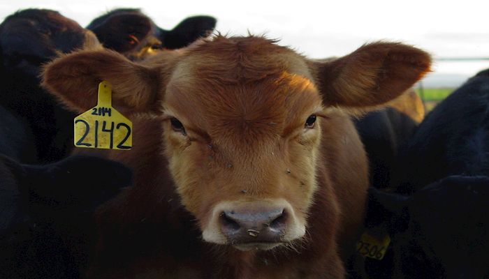 Ranchers Always Knew Cattle Were Never a Resource Drain; New Study Proves It