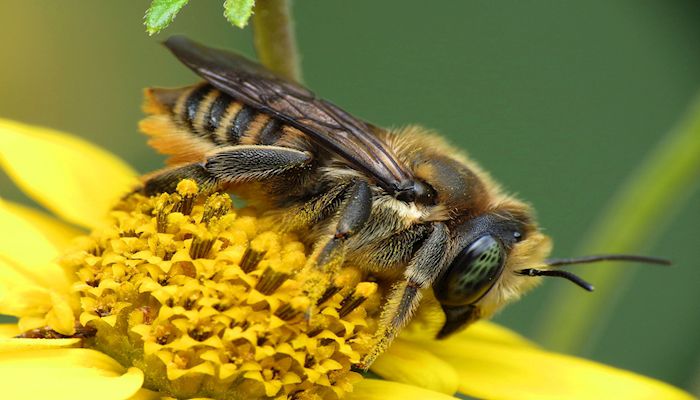 The Buzz on Bees