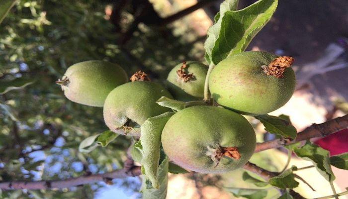 Meet Arizona Agriculture’s Pendley Family