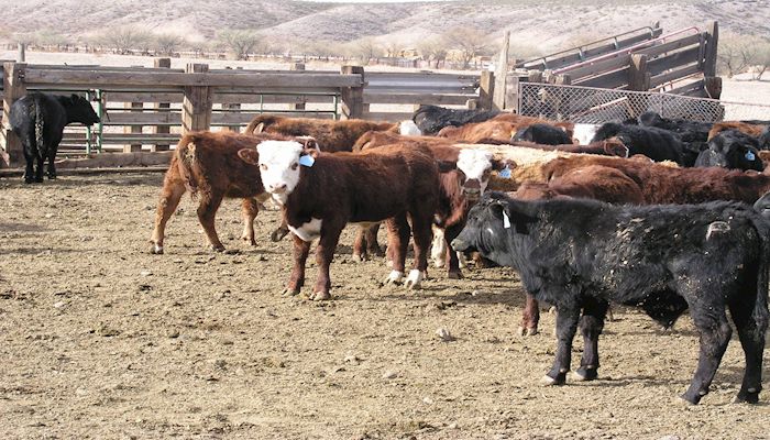 Beef is Arizona Agriculture's Largest Ag Commodity