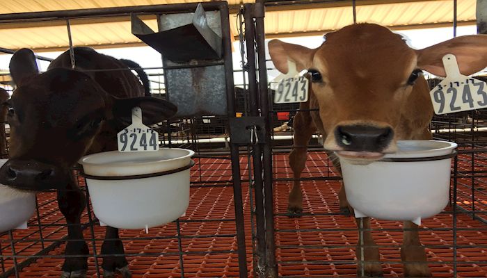 Celebrating our Families: Kerr Family Dairy