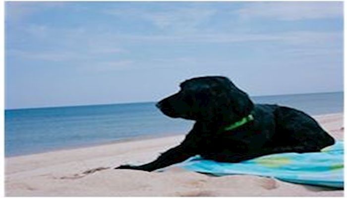 Membership Matters:  For the Love of Dogs