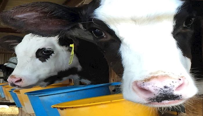 The Most Interesting Facts about Arizona Dairies You’ll Ever Read