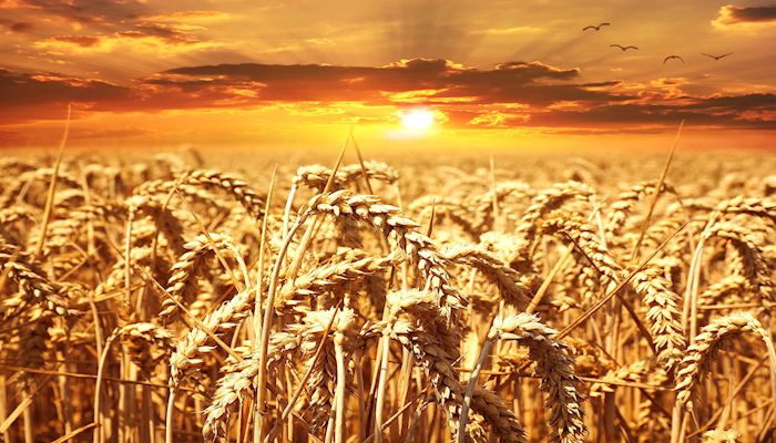Meet Arizona Agriculture’s Eric Wilkey