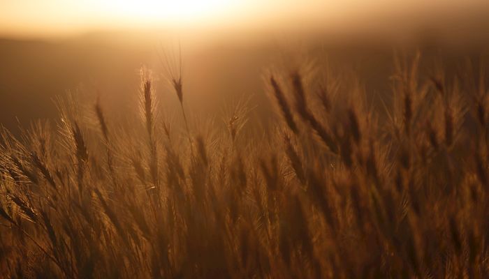 Fun Facts about Arizona’s Desert Durum ®