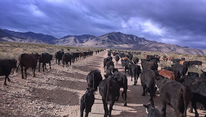 Meet Arizona Agriculture’s Morin Family