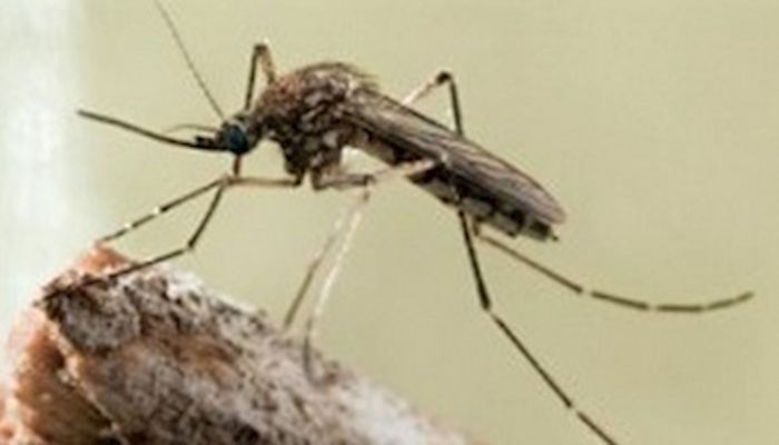 Monsoon Rains Bring More Bugs!