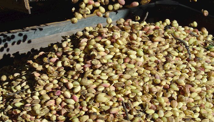 Arizona’s Pistachio Story