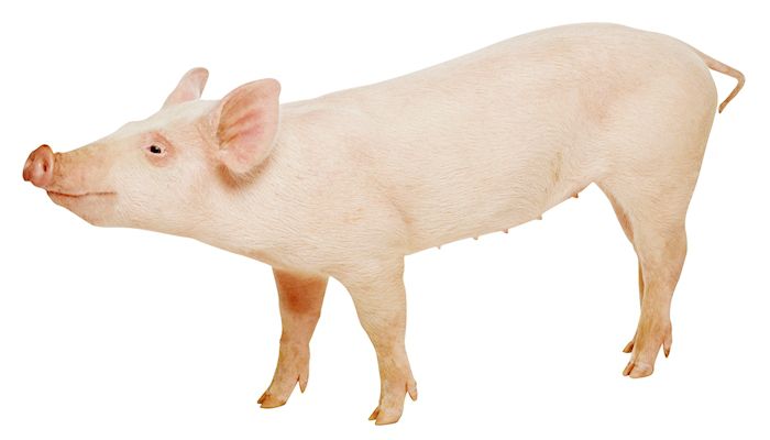 Arizona’s Pork Story Can’t Be Told Without Tom Miller
