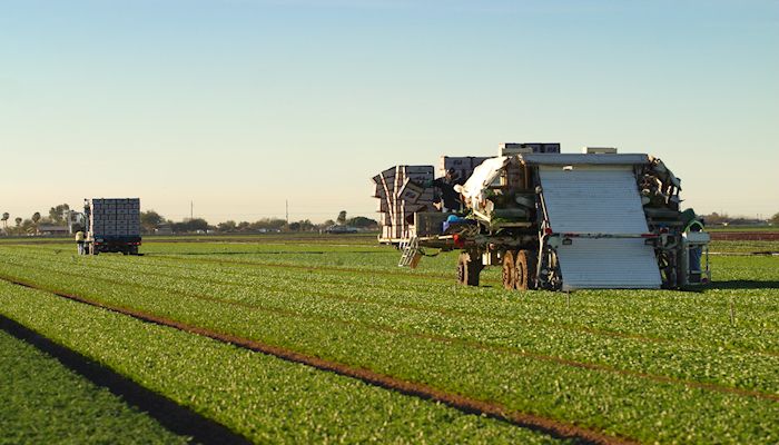 Arizona Farming’s Top 9 Reasons to Eat Leafy Greens