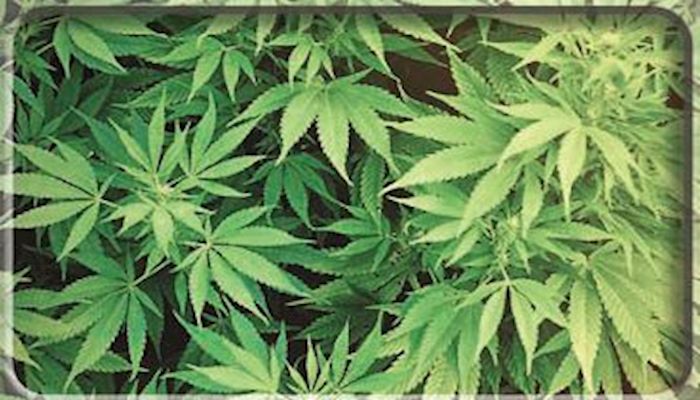 Fast-tracking Hemp: Possible Licenses by Early Summer