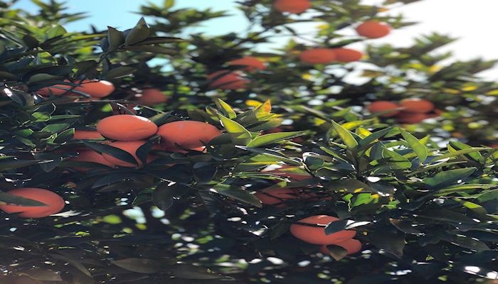 Meet Arizona Agriculture’s John Babiarz of Greenfield Citrus Nursery