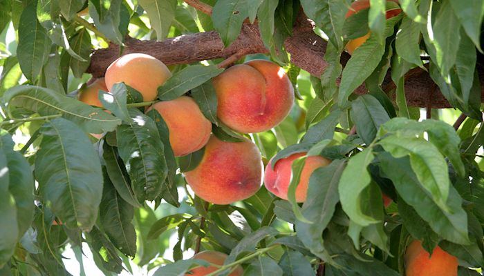 Let’s Pick Arizona Peaches, They’re Ready!