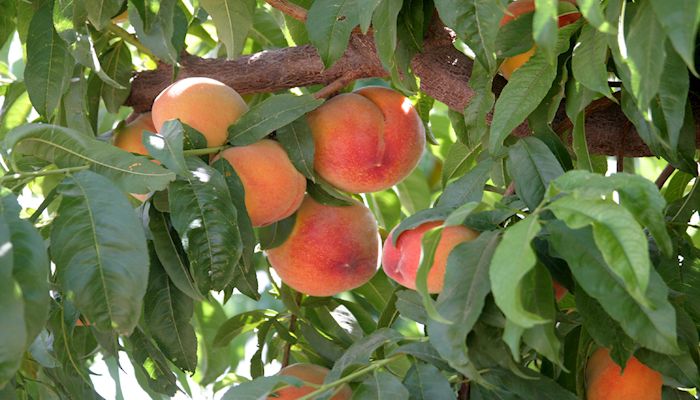 Peach State on course to run out of peaches