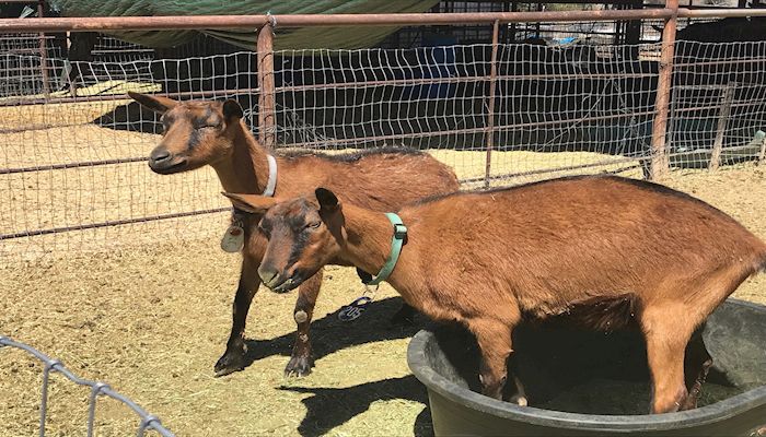 Meet Arizona Agriculture’s Capream Dairy Team