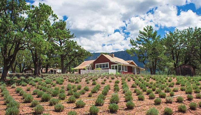 Meet Arizona Agriculture’s Hunt/Randall and Gorton/Vesci Families