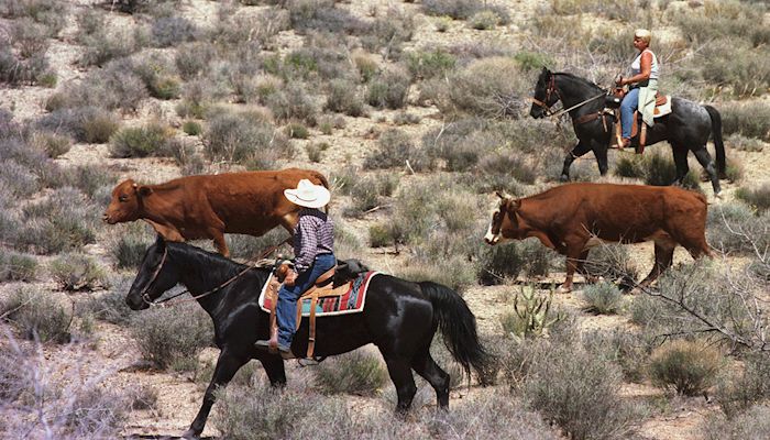 Arizona Agriculture is at the Top of our State's Primary Sectors