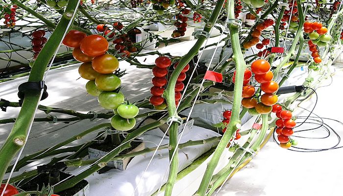 Arizona Agriculture’s Tomatoes are Tops in the Nation