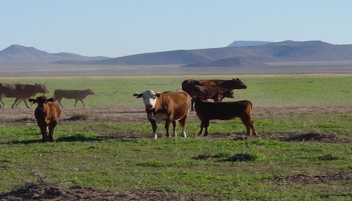 An Arizona Grazing Lease is More than Forage 