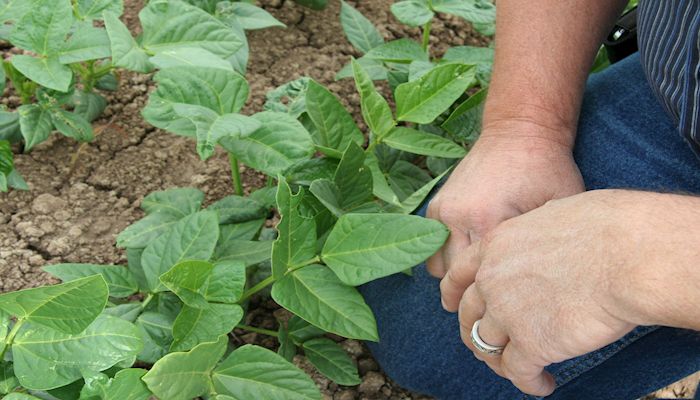 Arizona Bean Farmers Suggest You Eat More Beans!