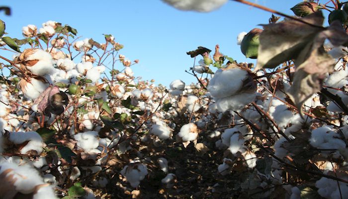 Arizona’s High Cotton Status Might Be the Worst Possible Outcome During Current Trade Wars