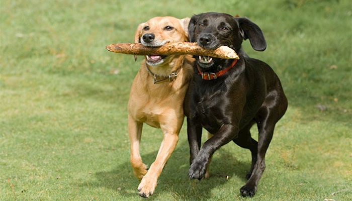 Keep Your Dog Cool in Summer