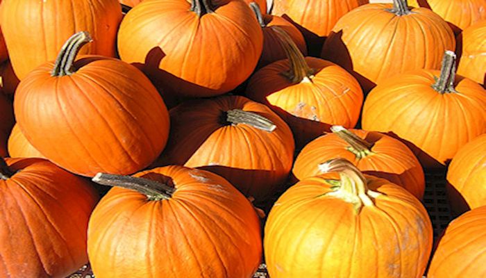 Let’s Talk Pumpkins in Arizona Agriculture