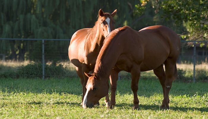 A Conversation About Wild Horses: Jacquelyn Hughes