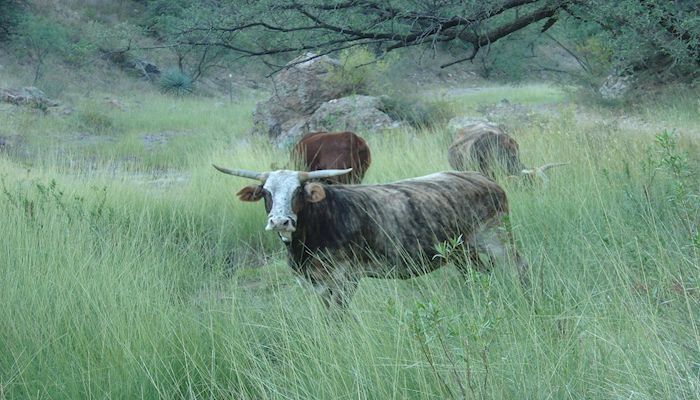 What Arizona Ranchers Can Expect from an Important Policy Center Designed to Support the Industry