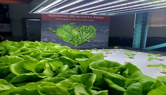 Guess What’s Growing in Arizona On an Old Football Field