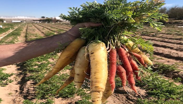 Meet Arizona Agriculture’s Dominguez Family