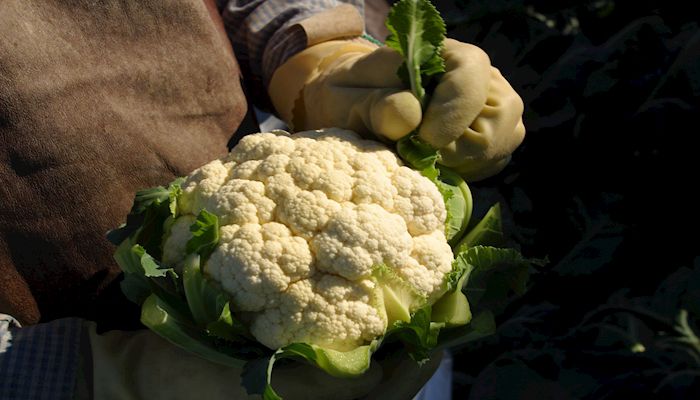 We Can Live Without Celebrities, Not Farmers: Experts in Ag Discuss COVID-19 Impact