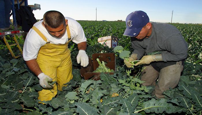 Communicating COVID19 Farm Safety and Farm Worker Health on the Farm
