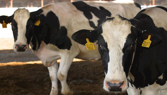 COVID-19 Pandemic Causing a Downward Spiral in Arizona's Crop and Livestock Prices