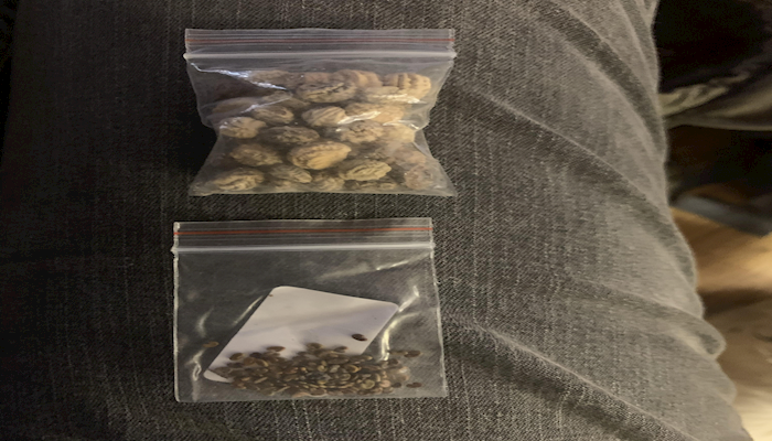 Mystery Seeds Not Fake News: Here’s What to Do
