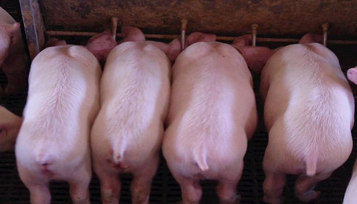 How the Food Supply Chain Survived the Early Days of the 2020 Pandemic