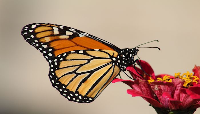 Helping to Mark the Monarch as Thriving, Not Endangered